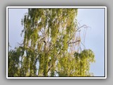 The birch tree in the back of the garden